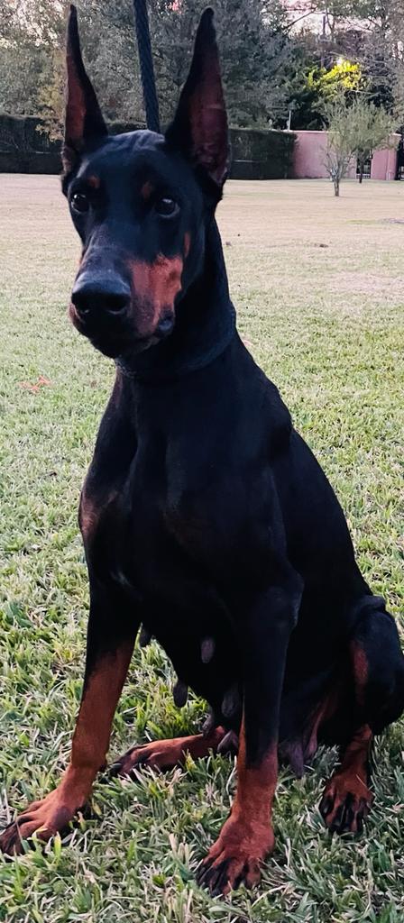 Aria Dobermans VIA FELICIUM BELLATRIX